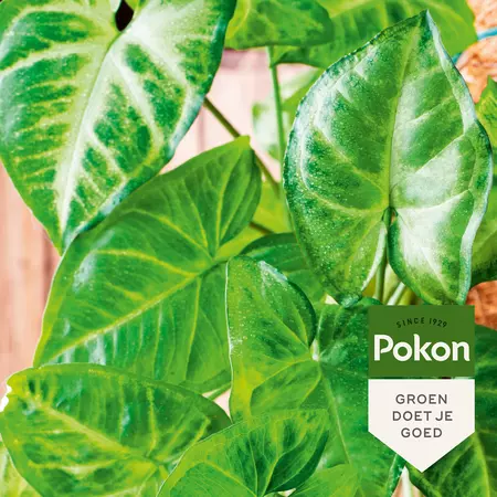 Pokon Bladglans 250ml - afbeelding 4