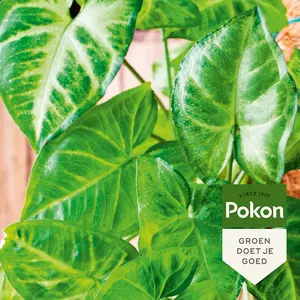 Pokon Bladglans 250ml - afbeelding 4