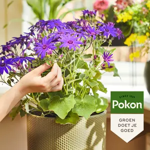 Pokon Bloeiende Planten Voeding 250ml - afbeelding 4