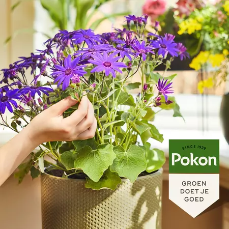 Pokon Bloeiende Planten Voeding 500ml - afbeelding 4