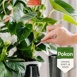 Pokon Bloeiende Planten Voedingsstaafjes 24st - afbeelding 4