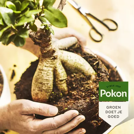 Pokon Bonsai Voeding 250ml - afbeelding 4