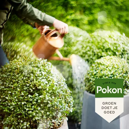 Pokon Buxus & Ilex Mest 1kg - afbeelding 4