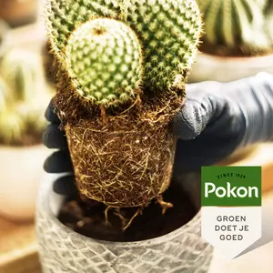 Pokon Cactus & Vetplant Voeding 250ml - afbeelding 4