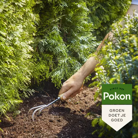 Pokon Conifeer & Taxus Mest 1kg - afbeelding 4