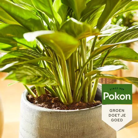 Pokon Groene Planten Voeding 250ml - afbeelding 4