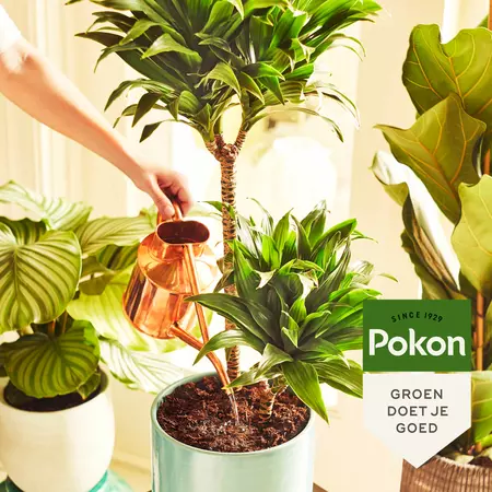 Pokon Groene Planten Voedingsstaafjes 24st - afbeelding 4