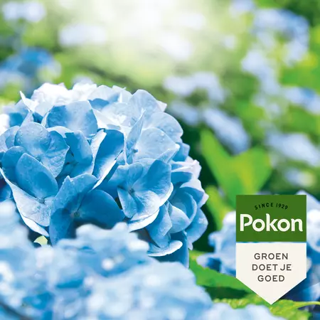 Pokon Hortensia Blauwmaker 500gr - afbeelding 4