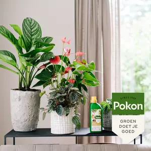 Pokon Kamerplanten Voeding 500ml - afbeelding 4