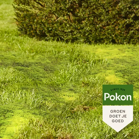 Pokon Mos Weg! 3,5kg voor 100m² - afbeelding 4