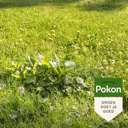 Pokon Onkruid Weg! 800gr voor 40m² - afbeelding 4