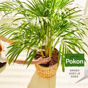 Pokon Palm Voeding 250ml - afbeelding 4