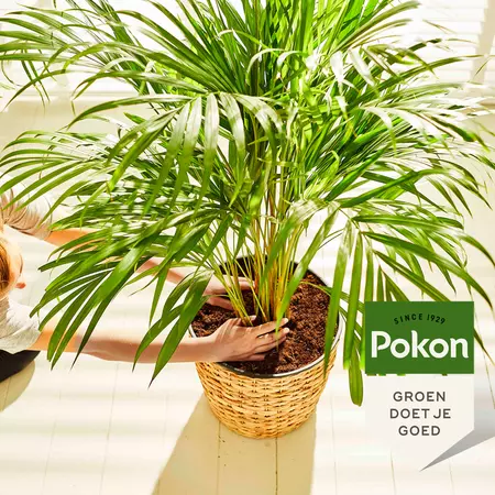 Pokon Potgrond Palmen 10L - afbeelding 4