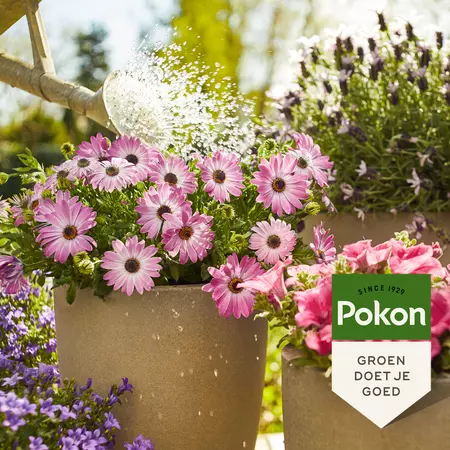 Pokon Terras & Balkon Planten Voeding 1L - afbeelding 4