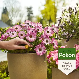 Pokon Terras & Balkon Planten Voedingskegels 10st - afbeelding 4