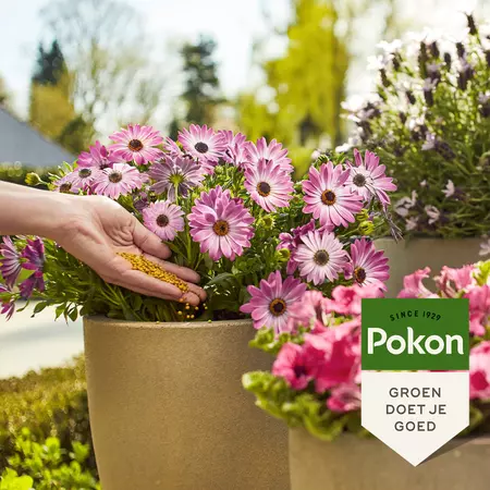 Pokon Terras & Balkon Planten Voedingskorrels 1800gr - afbeelding 4