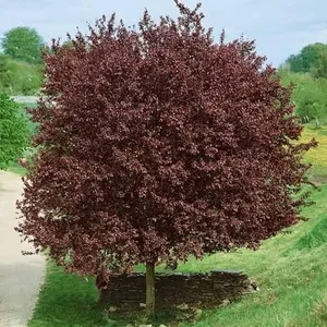 Prunus cerasifera 'Nigra' - afbeelding 2
