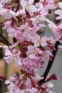 Prunus kurilensis 'Ruby'