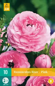 Ranunculus Roze