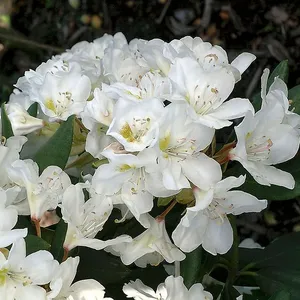 Rhododendron Hybr.'Cunningham's White' I