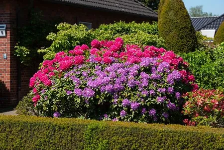 Rhododendron Hybride 3 diverse soorten