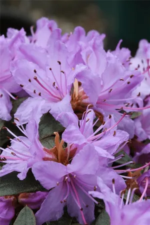 Rhododendron impeditum 'Blaue Mauritius' II