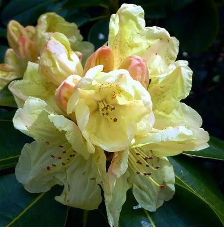 Rhododendron ludlowii 'Wren'