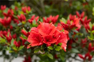 Rhododendron obt.'Juliette'® III