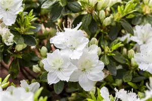 Rhododendron obt.'Maischnee'® III