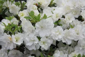 Rhododendron obt.'Schneeperle'® III