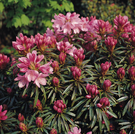 Rhododendron ponticum 'Graziella' III