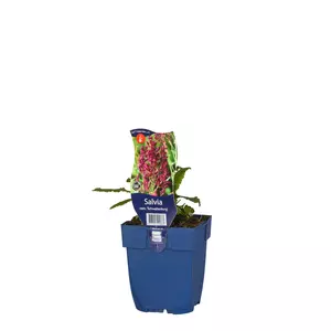 Salvia nem. 'Schwellenburg' - afbeelding 2