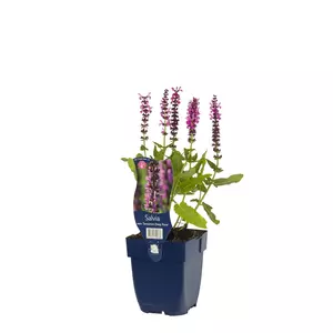 Salvia nem. 'Sens. Deep Rose' - afbeelding 2