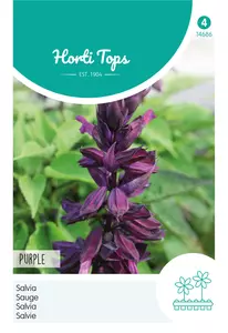 Salvia Purple