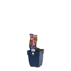 Saponaria 'Bressingham' - afbeelding 2