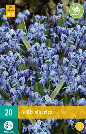 Scilla siberica