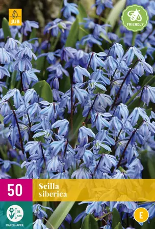 Scilla siberica