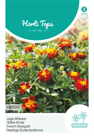 Tagetes, lage Afrikaan Petite Harmony