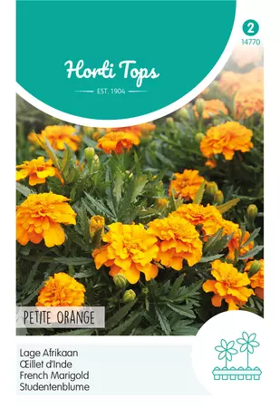 Tagetes, lage Afrikaan Petite Orange