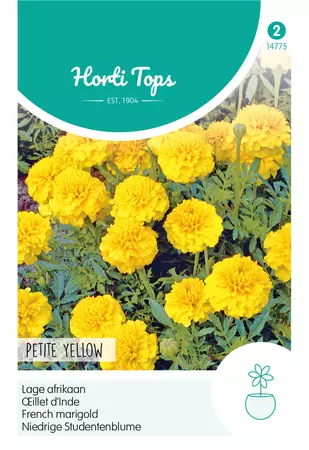 Tagetes, lage Afrikaan Petite Yellow