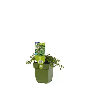 Thymus vulg. 'Tabor' - afbeelding 2
