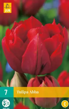 Tulipa Abba