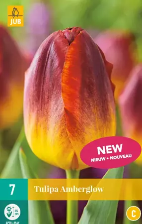 Tulipa Amberglow