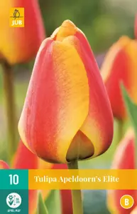 Tulipa Apeldoorn's Elite