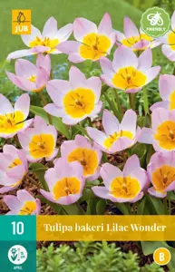 Tulipa bakeri Lilac Wonder