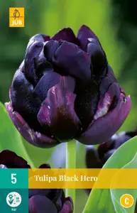 Tulipa Black Hero