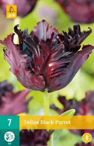 Tulipa Black Parrot