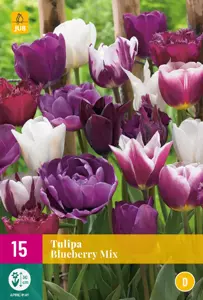 Tulipa Blueberry Mix