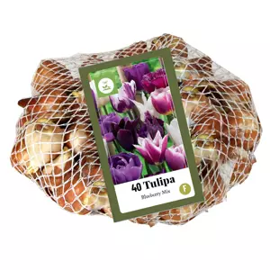 Tulipa Blueberry Mix