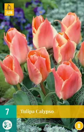 Tulipa Calypso